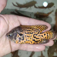 اسکار خوشرنگ|ماهی|مشهد, دوست آباد|دیوار