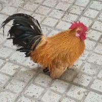 یک جفت مرغ و خروس