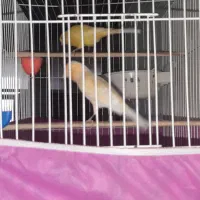 یک جفت قناری آماده به تخم