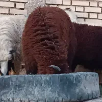 بره نر یا گوسفند