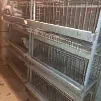فروش قفس 3 طبقه مرغ تخم گزار