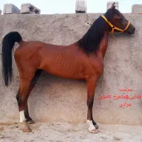 سرتیپ کره خیبر فدایی