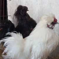 مرغ خروس محلی و ابریشمی
