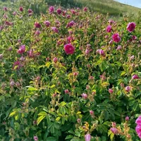 باغ و زمین زراعی|گل و گیاه طبیعی|تهران, استاد معین|دیوار