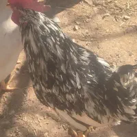 خروس سر حال