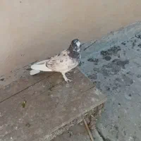 جوجه|پرنده|قم, شاه سید علی|دیوار