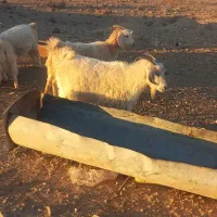 بز محلی سرمایه|حیوانات مزرعه|سیرجان, |دیوار