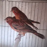 قناری جوجه سوخته ای