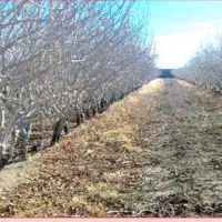 هرس درختان پسته. انگور. و میوه|خدمات باغبانی و درختکاری|تربت‌حیدریه, چهارراه خواف|دیوار