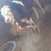 گوساله‌ماده‌سمینتال