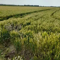 اجاره زمین کشاورزی ابی ۴هکتار