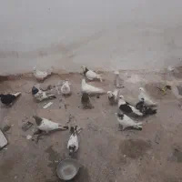 کفتر پرشی