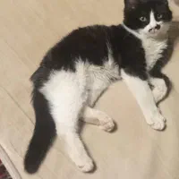 واگذاری گربه تاکسیدو