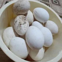 تخم غاز نطفه دار محلی