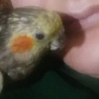 عروس هلندی گمشده