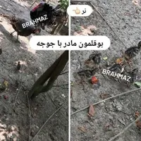 جوجه برهما لایت بوقلمون محلی نر ماده مرغ کرچ خروس|حیوانات مزرعه|رشت, بازار|دیوار
