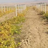 فنس کشی وداربست باغات بابهترین قیمت وکیفیت - حیدری|خدمات باغبانی و درختکاری|تاکستان, |دیوار