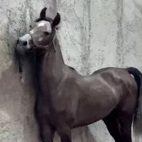 کره  3ساله