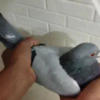 کفتر المانی