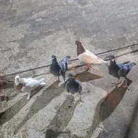 کبوتر|پرنده|شیراز, طلاب|دیوار