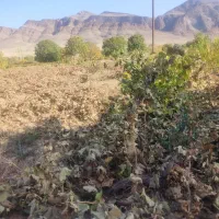 باغ انگور|فروش دفتر صنعتی، کشاورزی، تجاری|ملایر, |دیوار