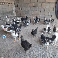 مرغ وخروس گلین لری