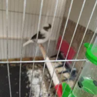 قناری ماده آماده نژاد گلاستر