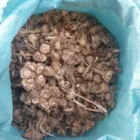 فروش پیاز زعفران درجه یک.ارسال به سراسر کشور|گل و گیاه طبیعی|قزوین, |دیوار