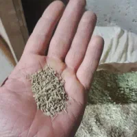 فروش زیره سبز