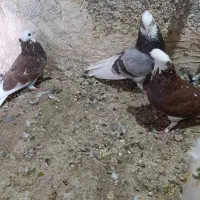 تعداد شازده خوشگل فروشی ریگان