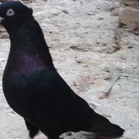 کبوتر زاغ ابادانی