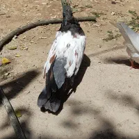 کبوتر سینیی پرنده