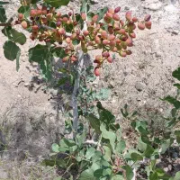 املاک|فروش خانه و ویلا|یامچی, |دیوار