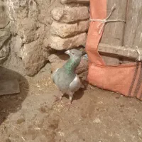 کفتر جفتگاه وپرش