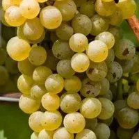 فروش فروش ..خرما و .شیره انگور .|خوردنی و آشامیدنی|بهار, |دیوار