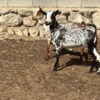 وارداتی حیوون