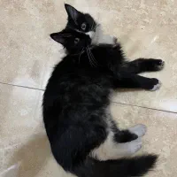 واگذاری گربه