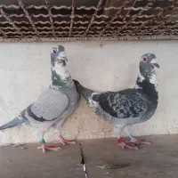ابلغ سبز