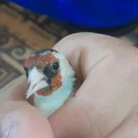 سره نر