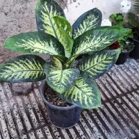 دیفن باخیا انجیری ابلق|گل و گیاه طبیعی|گرگان, |دیوار