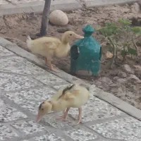 دو عدد جوجه اردک سالم و سرحال