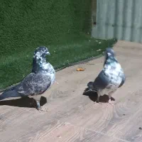 کبوتر قاره نر|پرنده|هشتگرد, شهرک راه آهن|دیوار