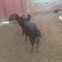 فروش دو راس گوسفند گوشتی ودامازدخ|حیوانات مزرعه|خواجه, |دیوار