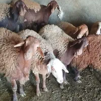 تعدادی گوسفندبرای فروش دارم9عددماده دوتا و هستند|حیوانات مزرعه|صحنه, |دیوار