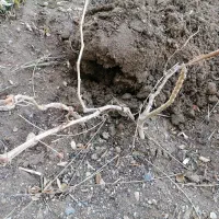 درخت میوه|گل و گیاه طبیعی|بیرجند, |دیوار