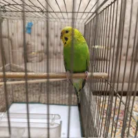 مرغ عشق سبز رنگ سرحال و فرز