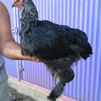 مرغ ونیمچه خروس وجوجه برهما|حیوانات مزرعه|قائم‌شهر, |دیوار