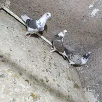 سه عدد کفتر ماده