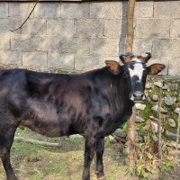 گاو لیشه ۷ ماه شکم تضمینی|حیوانات مزرعه|رشت, استادسرا|دیوار