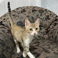 واگذاری رایگان گربه D sh|گربه|رشت, گلسار|دیوار